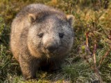 Common Wombat