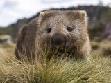 Common Wombat