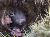 Common Wombat with Joey