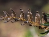 Tiny frogs on a plam leaf