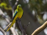 Critically Endangered Orange-bellied Parrot