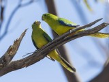 Critically Endangered Orange-bellied Parrot