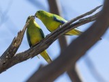 Critically Endangered Orange-bellied Parrot