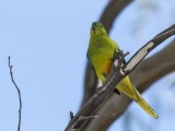 Critically Endangered Orange-bellied Parrot