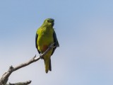 Critically Endangered Orange-bellied Parrot