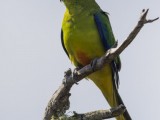 Critically Endangered Orange-bellied Parrot