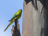 Critically Endangered Orange-bellied Parrot