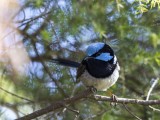 Superb Fairy-wren