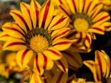 Tasmanian Flora