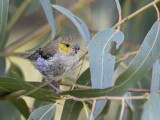 Forty-spotted Pardalote