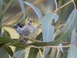 Forty-spotted Pardalote