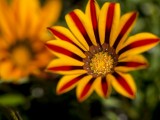 Tasmanian Flora