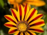 Tasmanian Flora