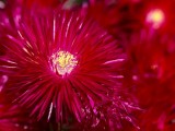 Tasmanian Flora