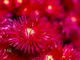 Tasmanian Flora