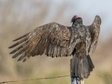 Turkey Vulture