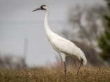 Whooping Crane