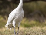 Whooping Crane