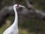 Whooping Crane