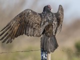 Turkey Vulture