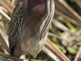 Green Heron