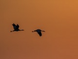 Whooping Crane