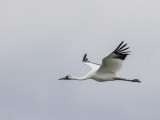 Whooping Crane