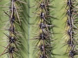 Saguaro Cactus