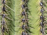 Saguaro Cactus