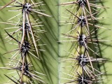 Saguaro Cactus