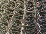 Barrel Cactus