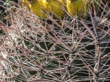 Barrel Cactus