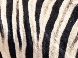 Burchell's Zebra