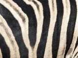 Burchell's Zebra