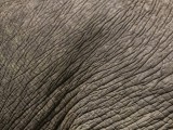 African Elephant