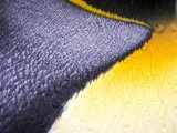 King Penguin in Rain