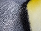 Fortuna Bay King Penguin Colony