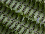 Fern Leaf