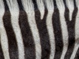 Boehm's Zebra - Plains Zebra