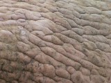 Walrus Textures