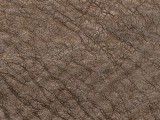 African Elephant Textures