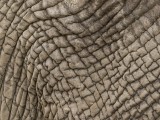 African Elephant Textures