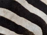 Grant's Zebra