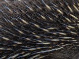 Short-beaked Echidna