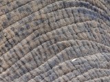 Asian Elephant