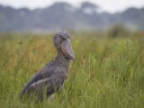 Shoebill Stork