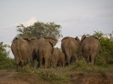 Elephants