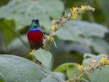 Northern Double-collared Sunbird