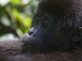 Mountain Gorillas