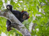 Chimpanzee Tracking